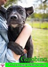 adoptable Dog in pensacola, FL named Gambino