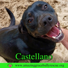 adoptable Dog in Pensacola, FL named Castellano