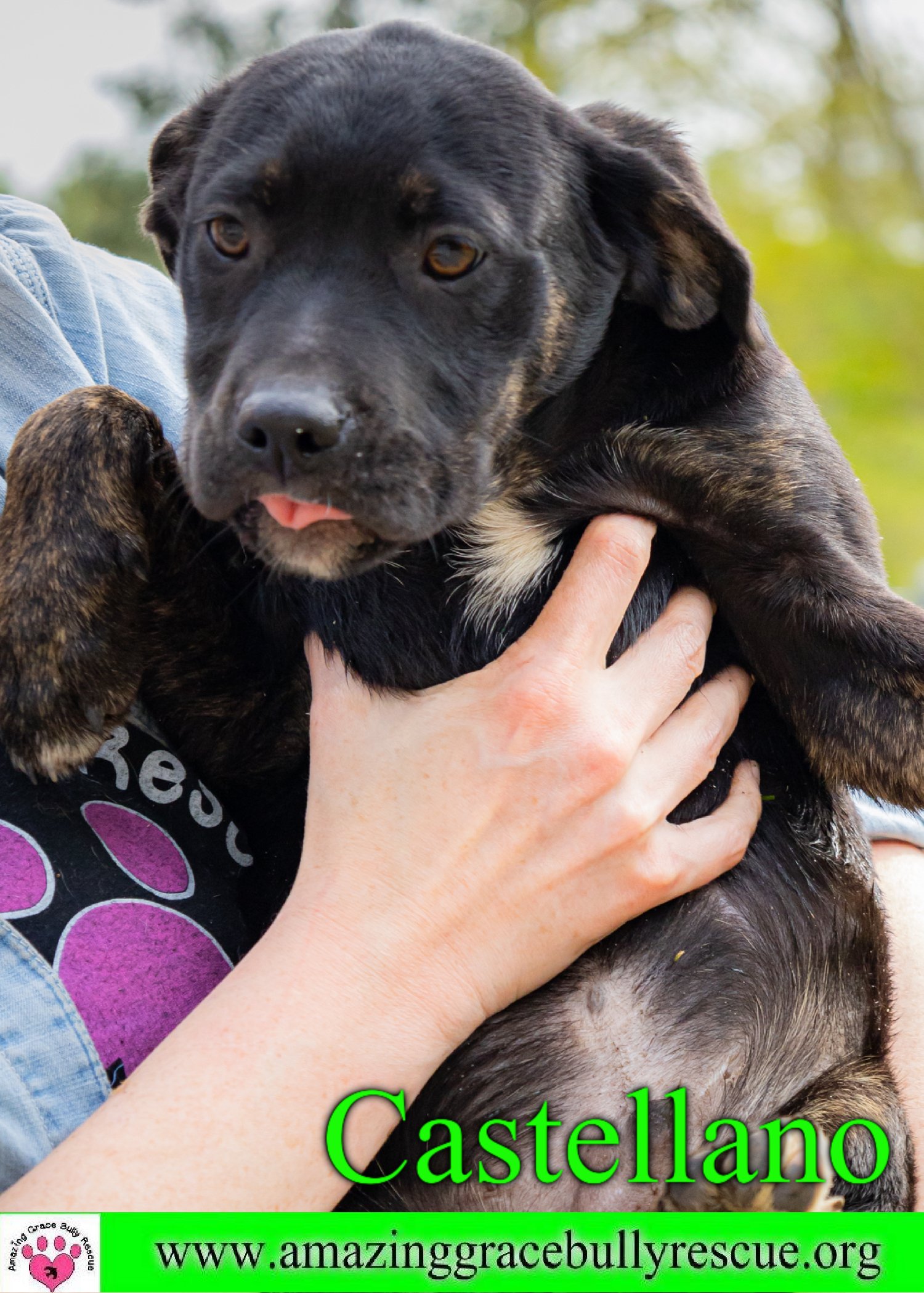 adoptable Dog in Pensacola, FL named Castellano