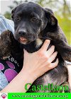 adoptable Dog in pensacola, fl, FL named Castellano