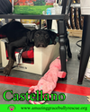 Castellano