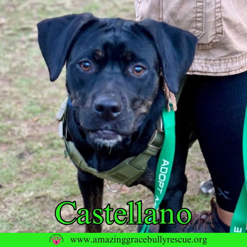 Castellano