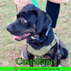 Castellano
