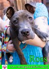 adoptable Dog in pensacola, FL named Ross