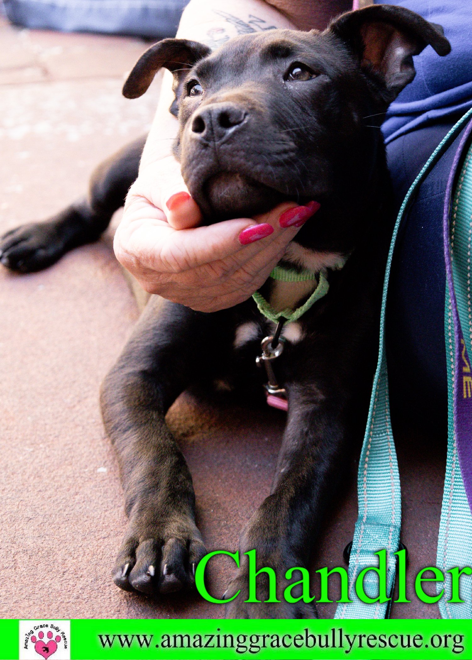 adoptable Dog in Pensacola, FL named Chandler