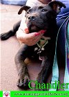 adoptable Dog in pensacola, fl, FL named Chandler