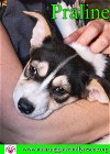 adoptable Dog in pensacola, FL named Praline
