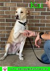 adoptable Dog in pensacola, FL named Kai