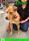 adoptable Dog in pensacola, fl, FL named Dude