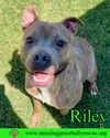 adoptable Dog in Pensacola, FL named Riley