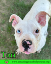 adoptable Dog in Pensacola, FL named Tori