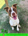 adoptable Dog in Pensacola, FL named Raj