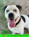 adoptable Dog in Pensacola, FL named Tank