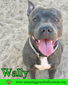 adoptable Dog in Pensacola, FL named Wally