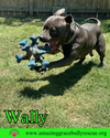 Wally