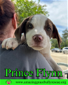 Prince Flynn