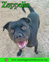 adoptable Dog in  named Zeppelin