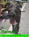 adoptable Dog in Pensacola, FL named Havana