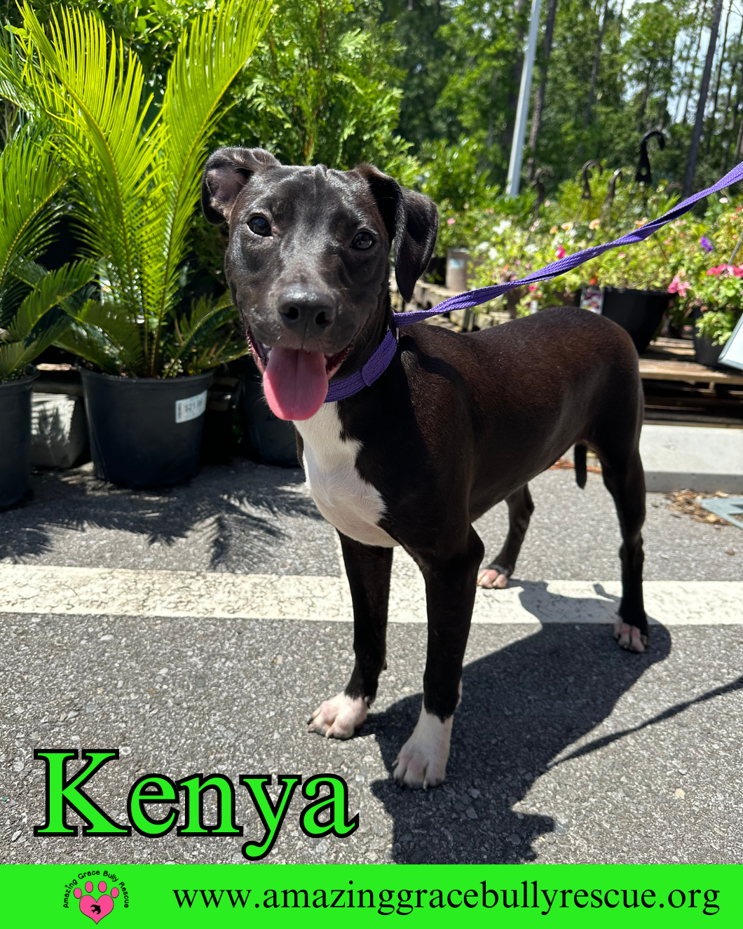 adoptable Dog in Pensacola, FL named Kenya