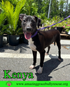 adoptable Dog in Pensacola, FL named Kenya