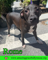 adoptable Dog in Pensacola, FL named Rome