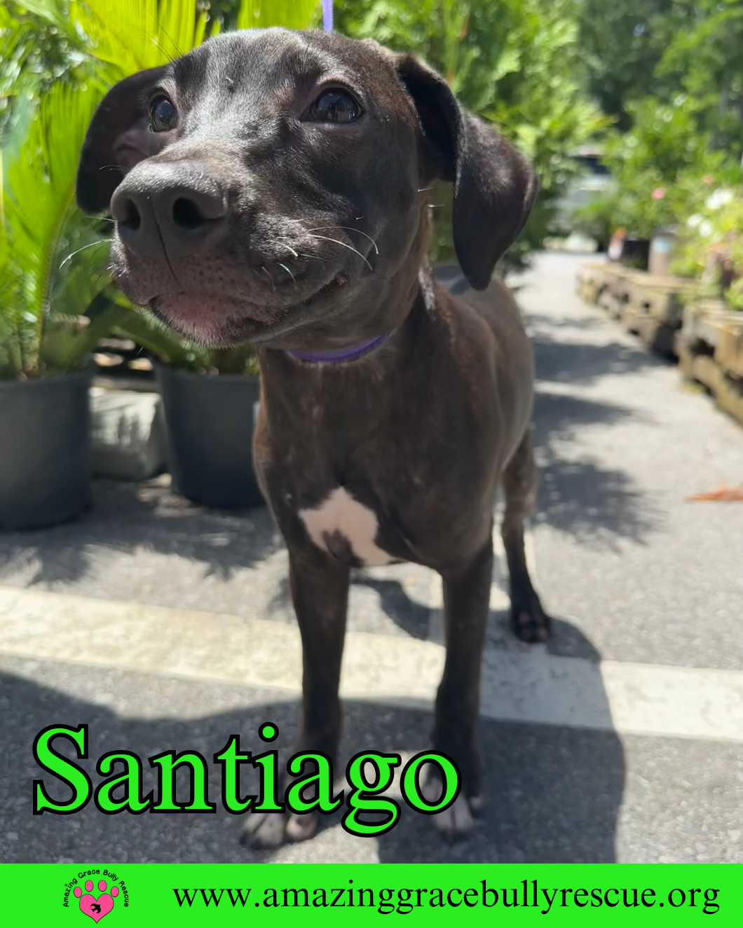 adoptable Dog in Pensacola, FL named Santiago