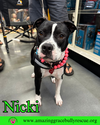 adoptable Dog in Pensacola, FL named Nicki