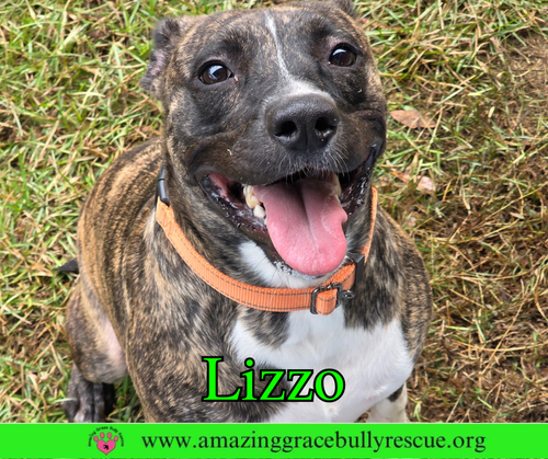 LIZZO - Bulldog available for adoption