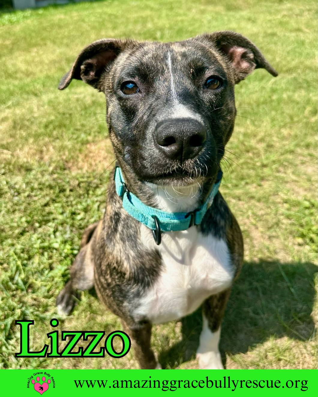 adoptable Dog in Pensacola, FL named Lizzo