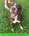 adoptable Dog in Pensacola, FL named Dawn