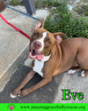 adoptable Dog in Pensacola, FL named Eve