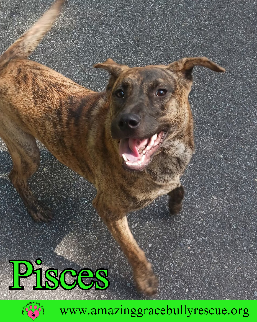 adoptable Dog in Pensacola, FL named Pisces