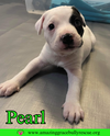 adoptable Dog in Pensacola, FL named Pearl