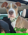 adoptable Dog in Pensacola, FL named Grigio