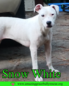 adoptable Dog in Pensacola, FL named Snow White