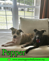 adoptable Dog in Pensacola, FL named Pepper