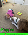 Pepper