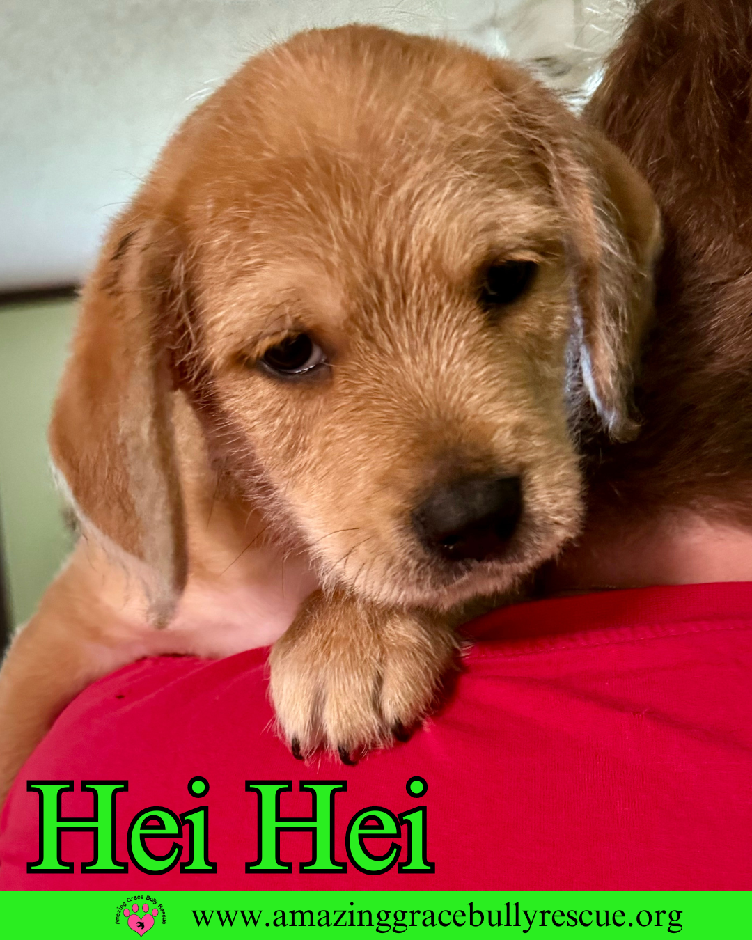 adoptable Dog in Pensacola, FL named Hei Hei