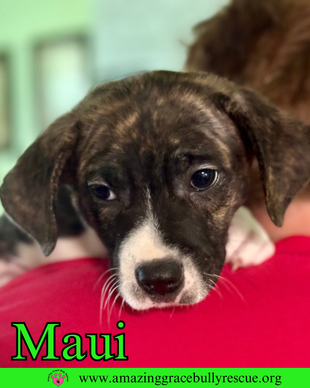 adoptable Dog in Pensacola, FL named Maui