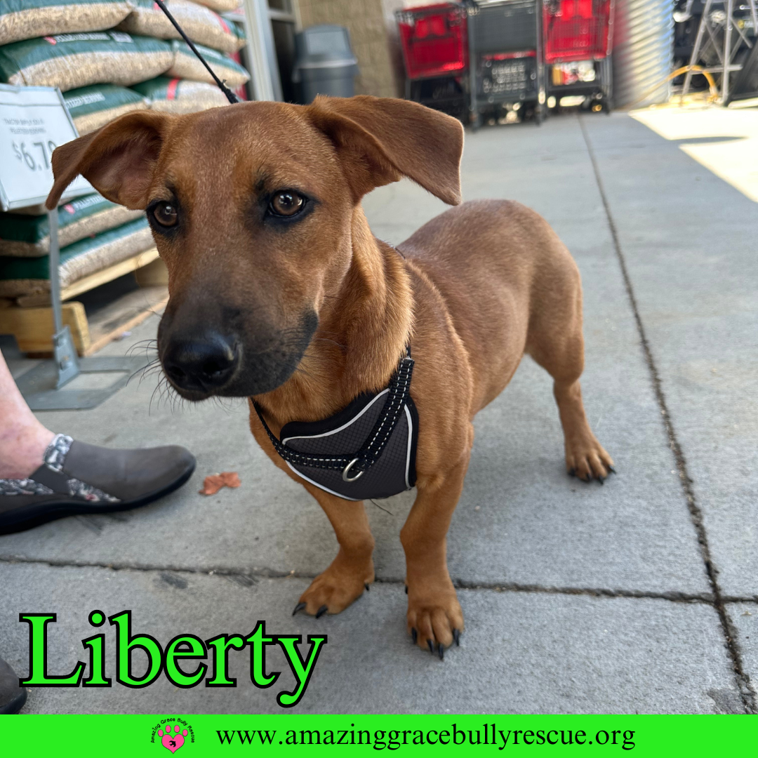 adoptable Dog in Pensacola, FL named Liberty