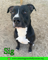 adoptable Dog in Pensacola, FL named Sig