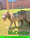 adoptable Dog in Pensacola, FL named McDouble