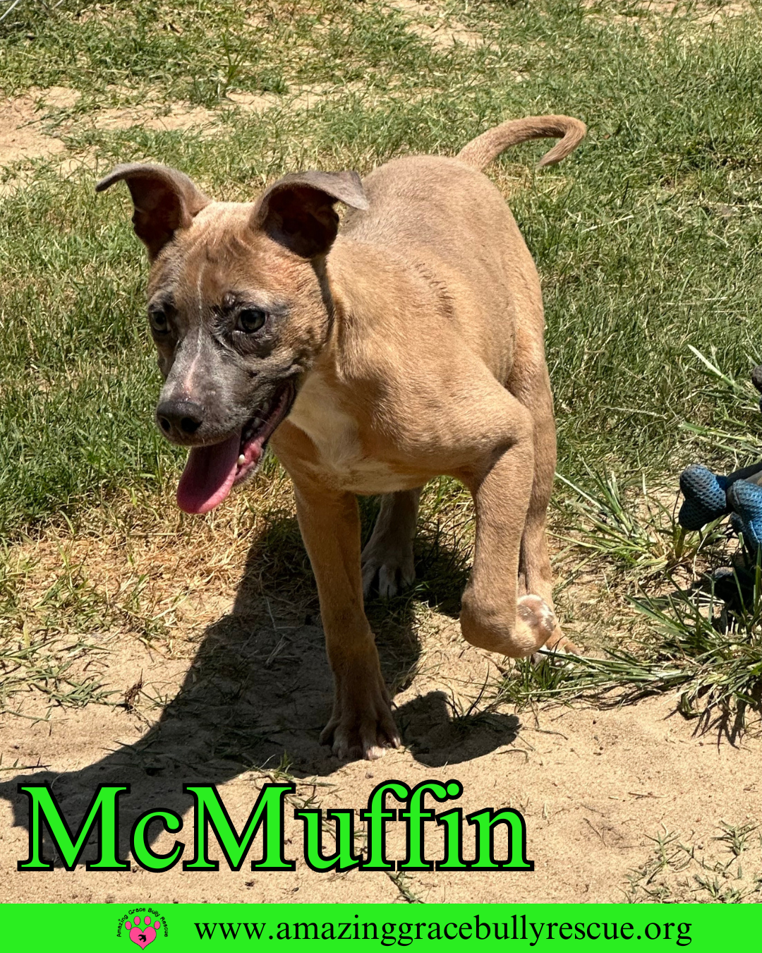 adoptable Dog in Pensacola, FL named McMuffin