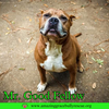 adoptable Dog in  named Mr. Good Fellow