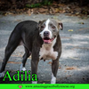 adoptable Dog in  named Adilia