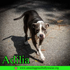 Adilia