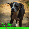 Adilia