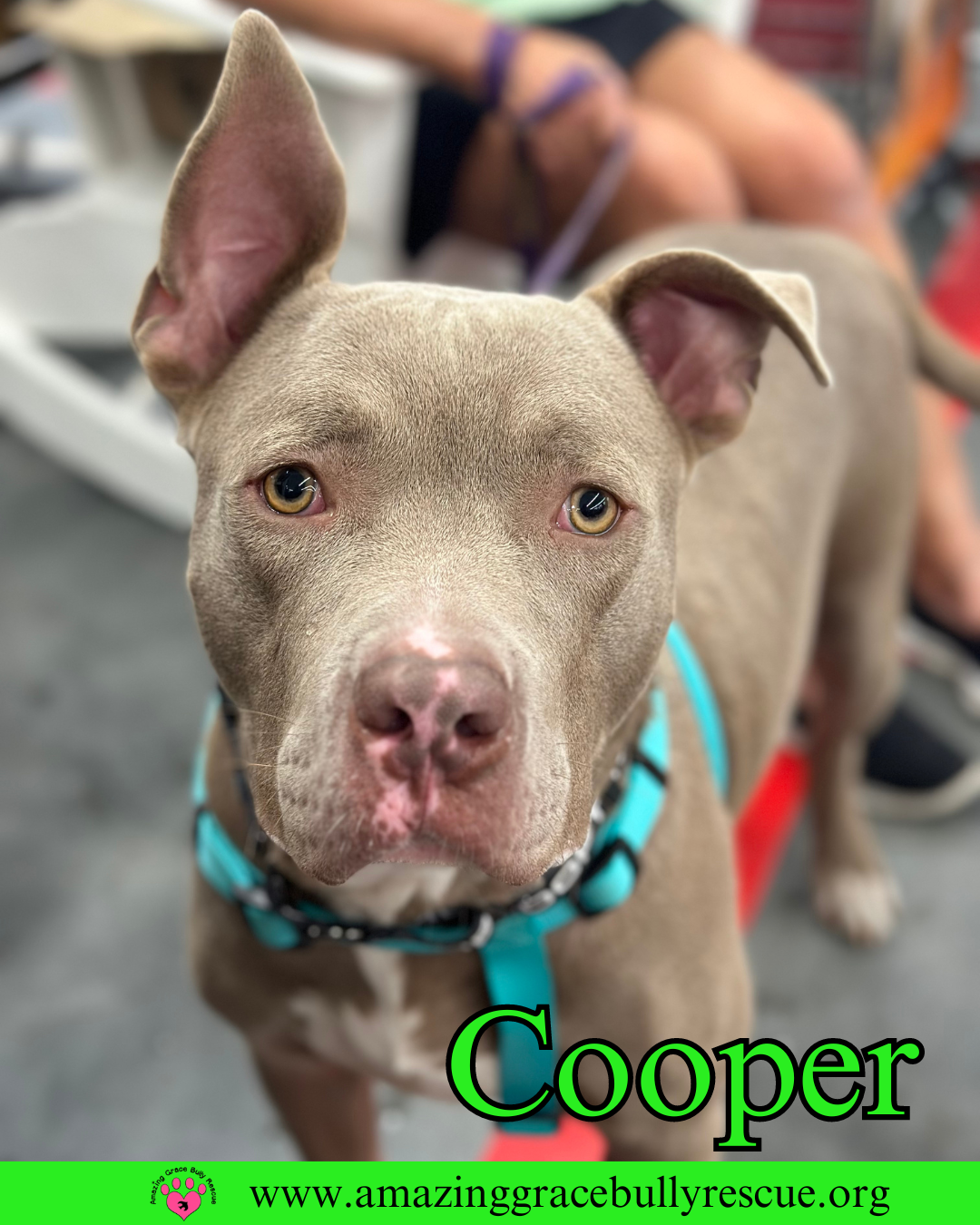 adoptable Dog in Pensacola, FL named Cooper