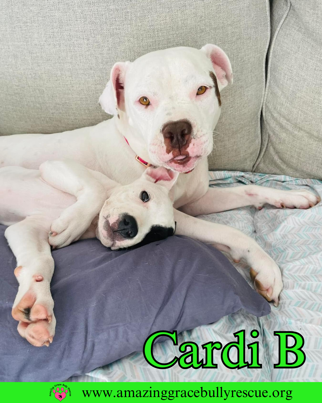 adoptable Dog in Pensacola, FL named Cardi