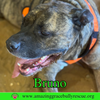 Bruno - Photo 1